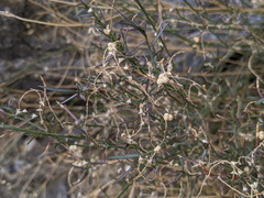 Stillingia linearifolia