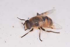 Eristalis tenax