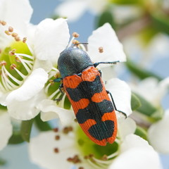 Castiarina crenata
