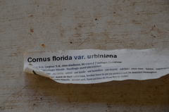Cornus florida urbiniana