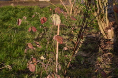 Cornus florida urbiniana
