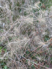 Taeniatherum