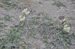 Astragalus glaucus