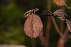 Cornus florida urbiniana