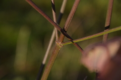 Cornus florida urbiniana