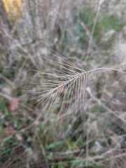 Taeniatherum