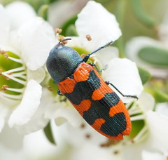 Castiarina crenata
