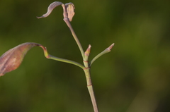 Cornus florida urbiniana