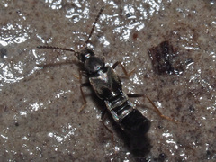 Parocyusa longitarsis