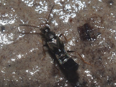 Parocyusa longitarsis