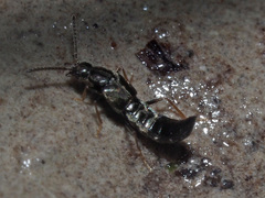 Parocyusa longitarsis