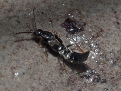 Parocyusa longitarsis