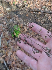 Scrophularia scopolii
