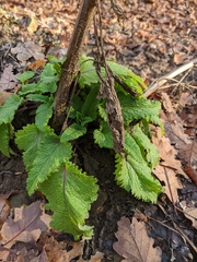 Scrophularia scopolii