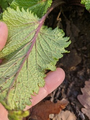 Scrophularia scopolii