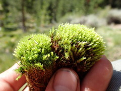 Distichium inclinatum