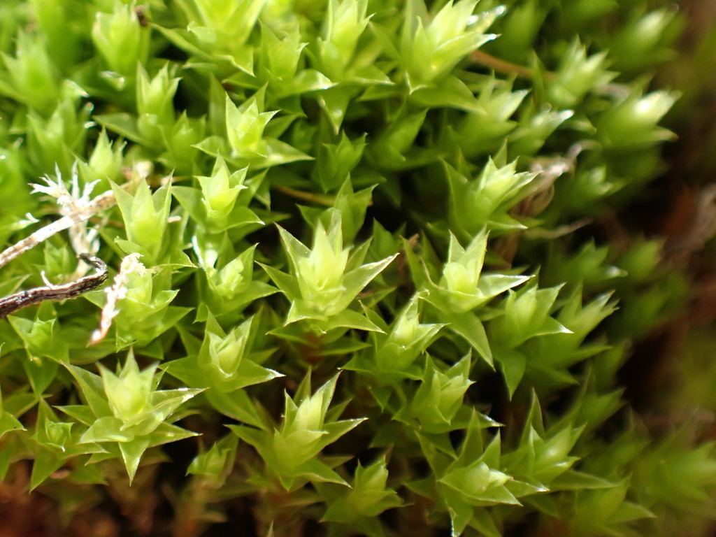 Distichiaceae