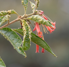 Iochroma fuchsioides