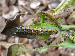 Uresiphita reversalis