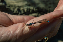 Cyanallagma interruptum