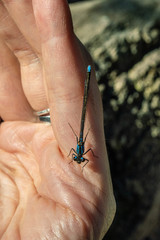 Cyanallagma interruptum