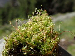 Leptobryum pyriforme