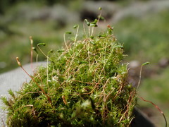 Leptobryum pyriforme