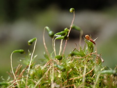 Leptobryum pyriforme