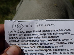 Leptobryum pyriforme