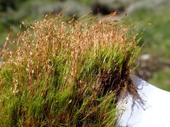 Distichium capillaceum