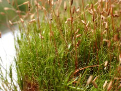 Distichium capillaceum