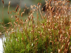 Distichium capillaceum