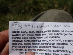 Distichium capillaceum