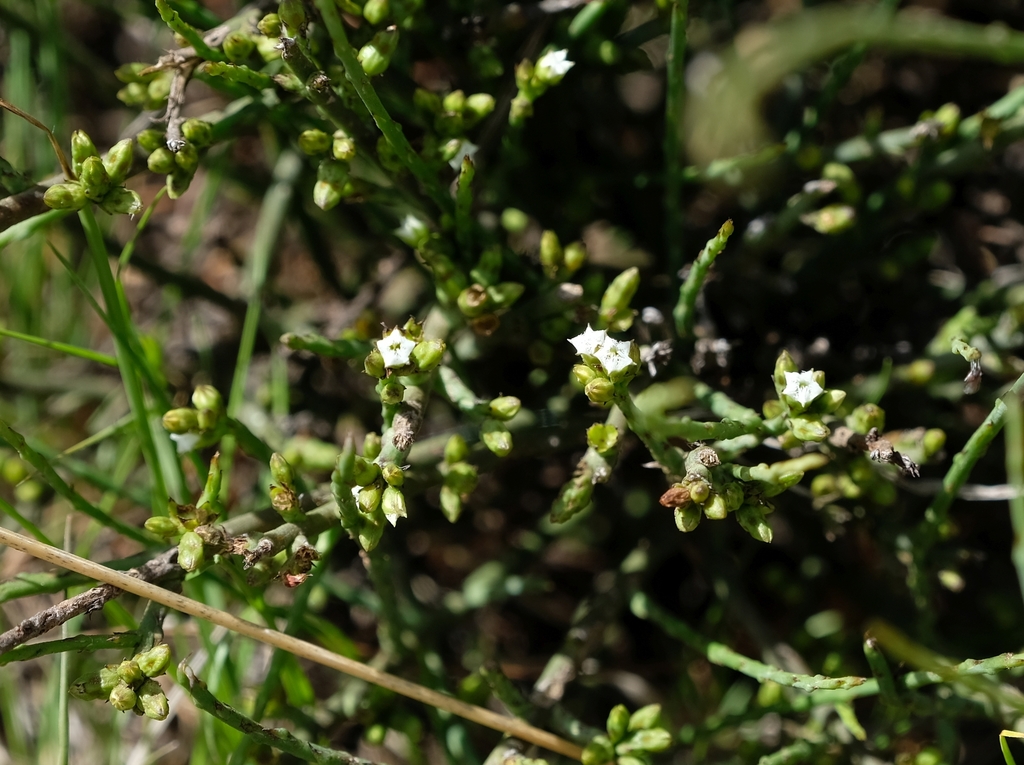 Thesium durum