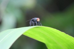 Blepharicnema splendens