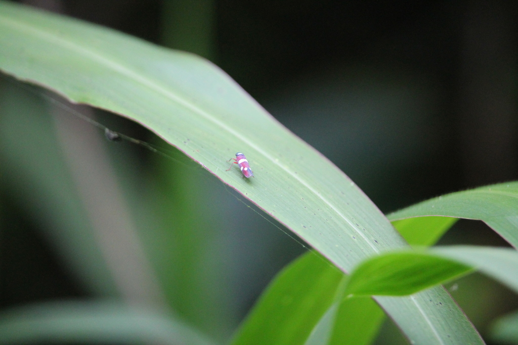 Erythrogonia yestula