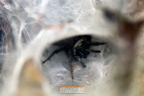 Ischnothele longicauda · iNaturalist Mexico