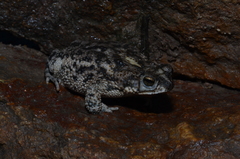 Rhinella bergi