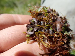Marchantia polymorpha montivagans