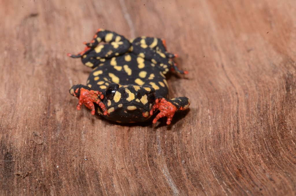 Spotted Red-Belly Toad