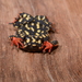 Spotted Red-belly Toad - Photo (c) Diego Santana, some rights reserved (CC BY-NC), uploaded by Diego Santana