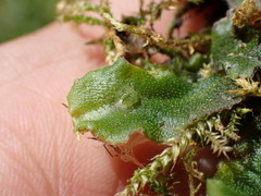 Marchantia polymorpha montivagans