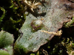 Marchantia polymorpha montivagans