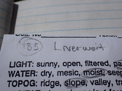 Marchantia polymorpha montivagans