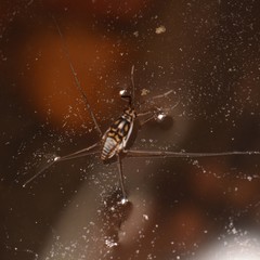 Trepobates knighti