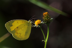 Eurema alitha