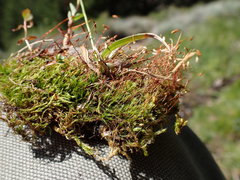 Leptobryum pyriforme