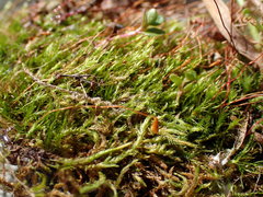Leptobryum pyriforme