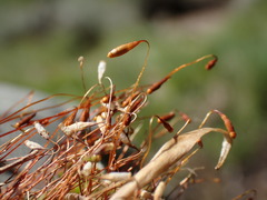 Leptobryum pyriforme
