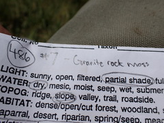 Leptobryum pyriforme